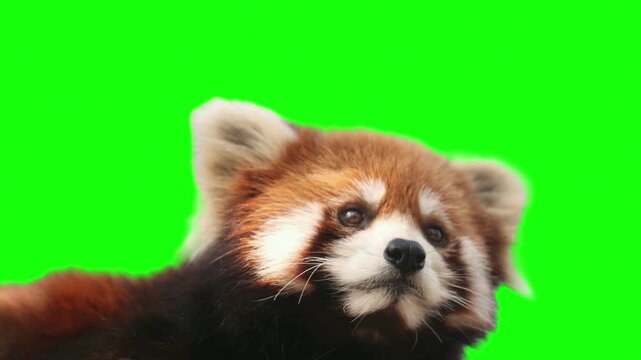Red panda close up looking around isolated on green screen chroma key background