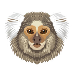 Fototapeta premium Marmoset Monkey Face Illustration