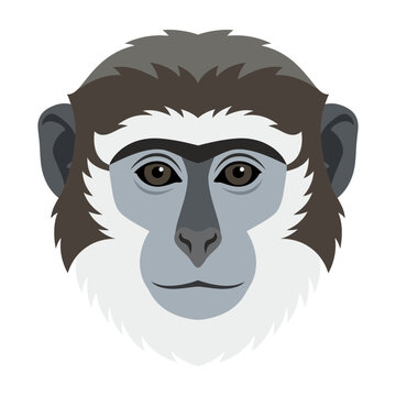 Monkey Face Illustration