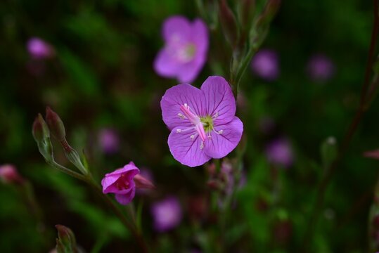 Rose evening primrose (Oenotheta rosea) flowers. Onagraceae perennial. Native to America, it produces pale pink flowers with four petals.