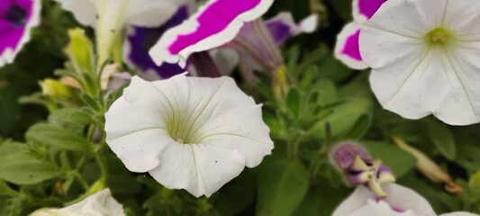 Fleurs © anbrode