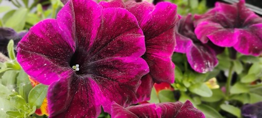 Fleurs © anbrode