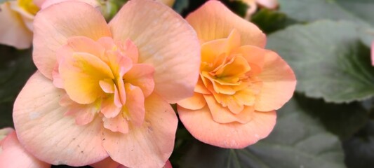 Fleurs © anbrode