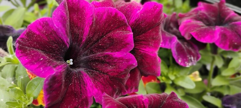 Fleurs