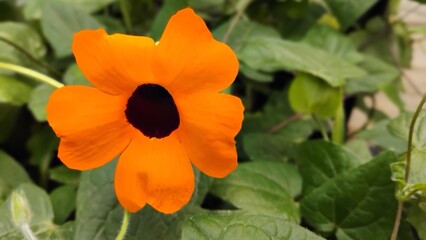 Fleurs © anbrode