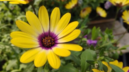 Fleurs © anbrode