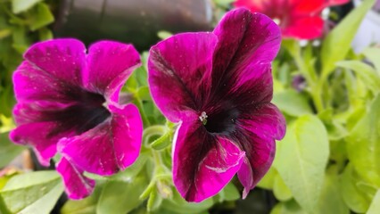 Fleurs © anbrode