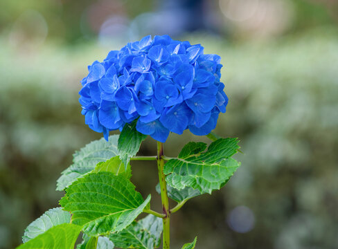 Vibrant blue hydrangea flower head in full bloom with green leaf on blurred garden background, summer botanical beauty concept.