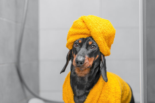 Dachshund dog in yellow terry towel wrapped in turban after bathing on monochrome gray shower cabin background, humorous spa grooming treatment concept.
