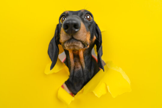 Dachshund dog staring upward through torn hole in bright yellow paper background, curious surprised expression, creative breakthrough concept.