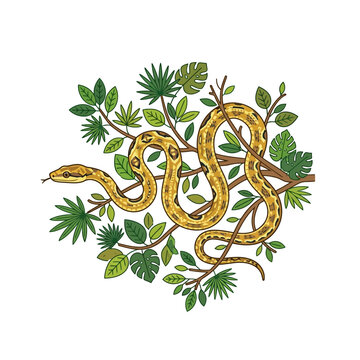 Yellow python coiled on a tree branch with green leaves