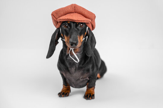 Dachshund dog wearing a terracotta flat cap beret on neutral light gray background, stylish artistic pet portrait, vintage fashion concept.