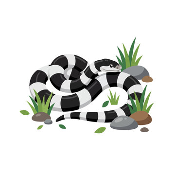 Banded Krait Snake Illustration on White Background