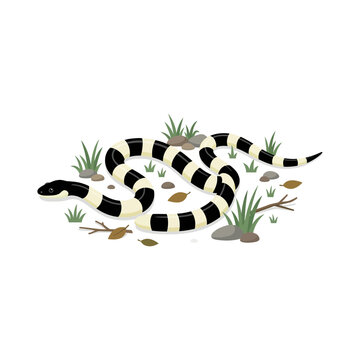 Banded sea krait snake illustration on white background