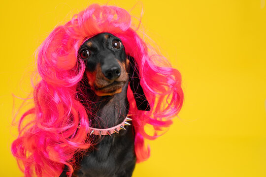 Dachshund dog wearing long bright pink wig with pink collar on vivid yellow background, bold creative pet fashion, glamour humor concept.