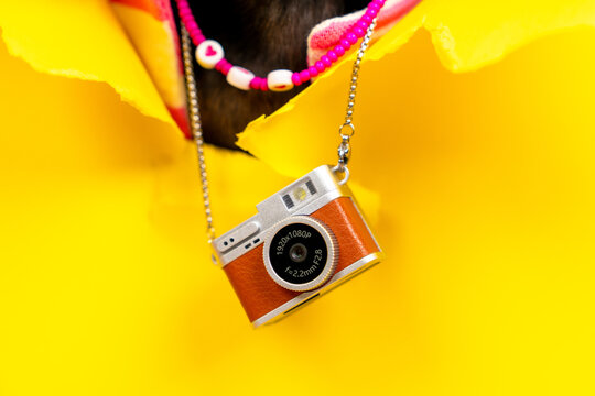 Close-up of dog chest wearing pink pearl necklace with retro film camera pendant on vivid yellow background, stylish pet fashion concept.