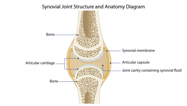 Synovial Joint Structure and Anatomy Diagram
synovial joint showing articular cartilage, synovial membrane, joint capsule, and synovial fluid cavity.