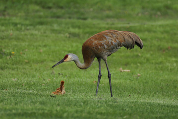 Fototapeta premium An adult sandhill crane with its long neck and crimson head stands over its small, fuzzy offspring in a green lawn in Michigan. 