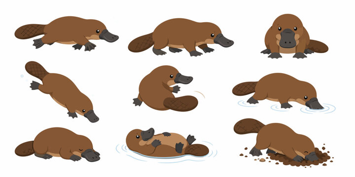 The image features nine platypus in various positions on land and in water.