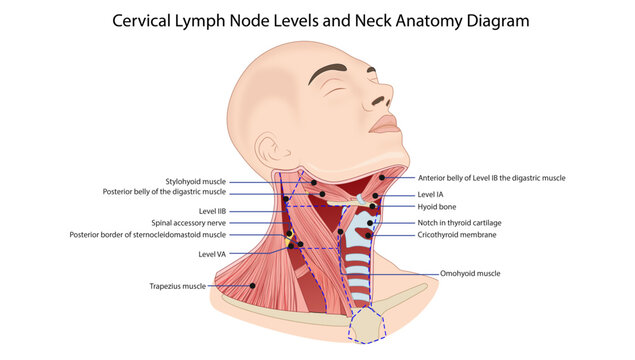Cervical Lymph Node Levels and Neck Anatomy Diagram
Detailed head and neck anatomy illustration showing cervical lymph node levels, digastric muscles, sternocleidomastoid muscle, and surgical neck lan