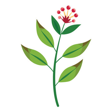 vector illustration of a asclepias verticillata flower