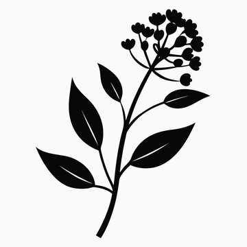 asclepias verticillata flower silhouette on white background