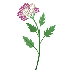 achillea tomentosa flower on white background © fatema tuj zohora