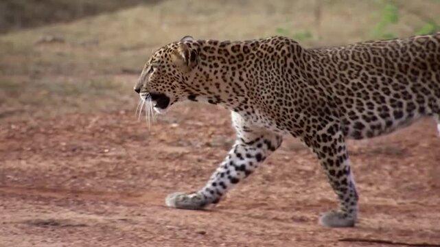 Majestic Leopard Walking in Yala National Park, Stunning Sri Lanka Wildlife Safari