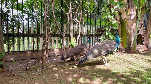 the curious peahen and peacock walking together, indian peafowl waking step by step in open nature, wildlife bird behaviour footage