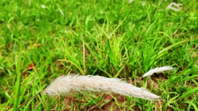 イネ科の多年草・チガヤ・Imperata cylindrica／쌀과의 다년초 &middot; 치가야 &middot; Imperata cylindrica／Imperata cylindrica, a perennial grass belonging to the Poaceae family.