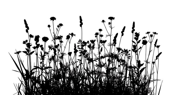 Tall grasses blowing in windy outdoor field