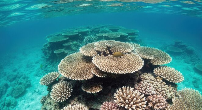 Underwater view of coral reef structures teeming with marine life