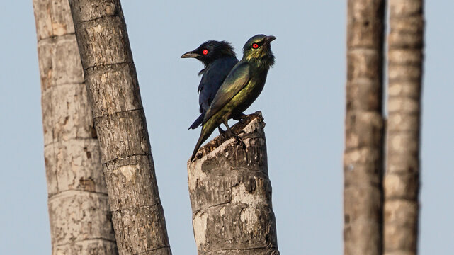 View of two Asian Glossy Starlings with striking red eyes perched on a weathered palm tree trunk against a clear sky near Changi Boardwalk in Singapore, Singapore.