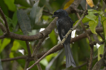 Fototapeta premium Black crow perched on a tree branch in nature