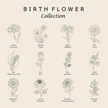 Aesthetic birth flower collection vector set, clean botanical line art