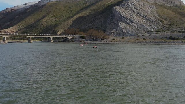 Wild flamingos flying across mountain river landscape near Bardas Blancas and Rio Grande bridge.