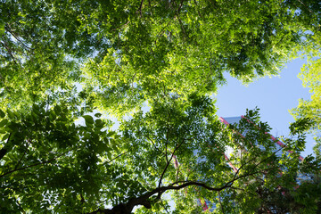Fototapeta premium Green Tree Leaves Canopy with Modern Building and Blue Sky in Park, Bright Summer Background for Travel and Lifestyle Concept