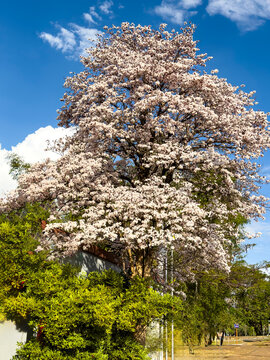Tabebuia roseo-alba, known as white ip&ecirc;, ip&ecirc;-branco or lapacho blanco, is a tree native to Cerrado, frequently used as ornamental tree. Bras&iacute;lia, Brazil, 2025
