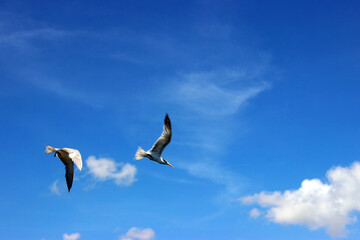 Two seagulls flying high in a bright blue sky with light white clouds on a sunny day. © Sarhanine