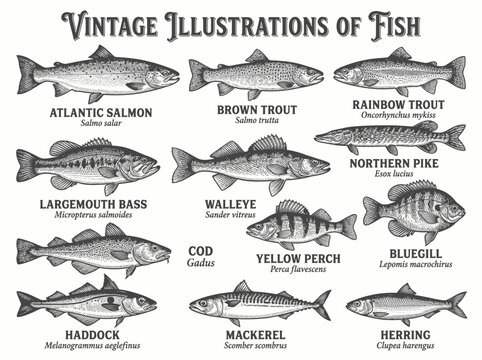 Vintage illustrations of fish species