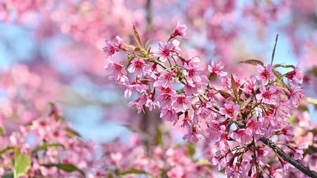 Himalayan cherry blossom (or Sakura) flowers blooming in the winter season in Northern region of Thailand. This flowers in Japan they called it named Sakura.