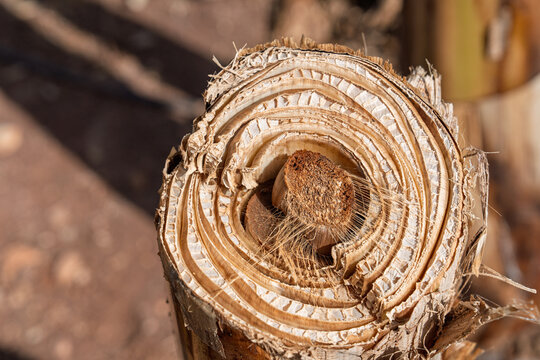 Macro photograph of a banana tree pseudostem sliced on a Tenerife farm in the Canary Islands, Spain, revealing layered fibrous structure of the tropical plant commonly grown.