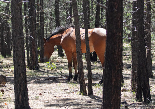A wild bay stallion stands among the tall ponderosa pine trees in the high-elevation forest of the White Mountains near Heber, Arizona
