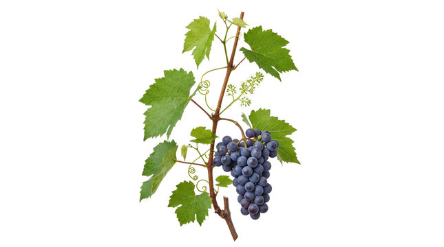 Vine with Ripe Dark Grapes and Green Leaves.