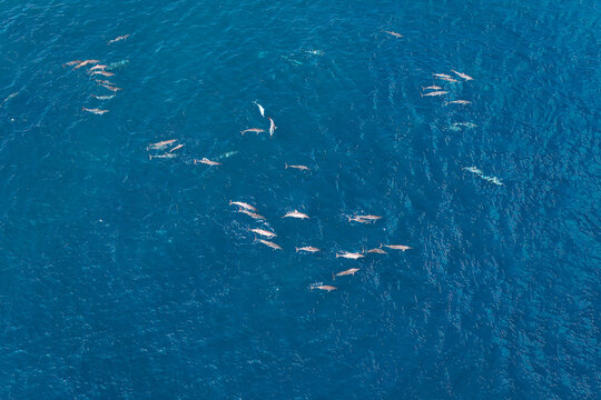 Aerial view of a large pod of dolphins swimming in the deep blue waters of the Indian Ocean off the coast of Makunudhoo, Haa Dhaluu Atoll, Maldives.