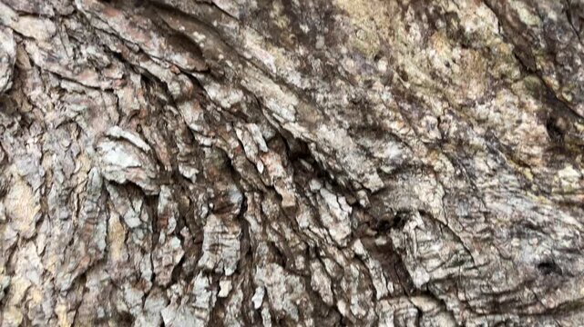 Tree bark texture displayed in close-up on an old tropical tree trunk outdoors during daytime, highlighting rugged patterns with an earthy atmosphere.