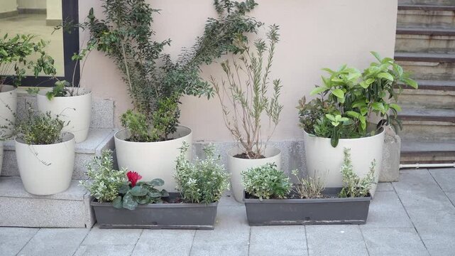 Plants in pots beside stairs at small garden area