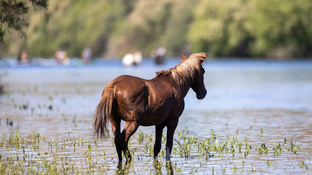 A wild chestnut stallion stands peacefully in the shallow, grassy waters of the Salt River near Scottsdale, Arizona