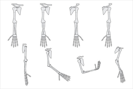 Arm bone in various angles