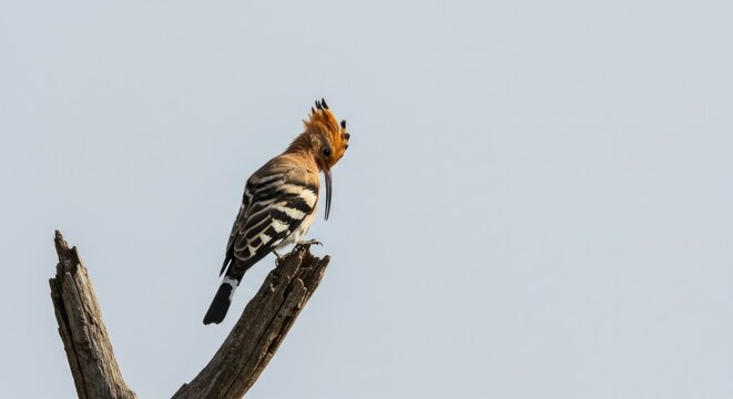 Eurasian Hoopoe